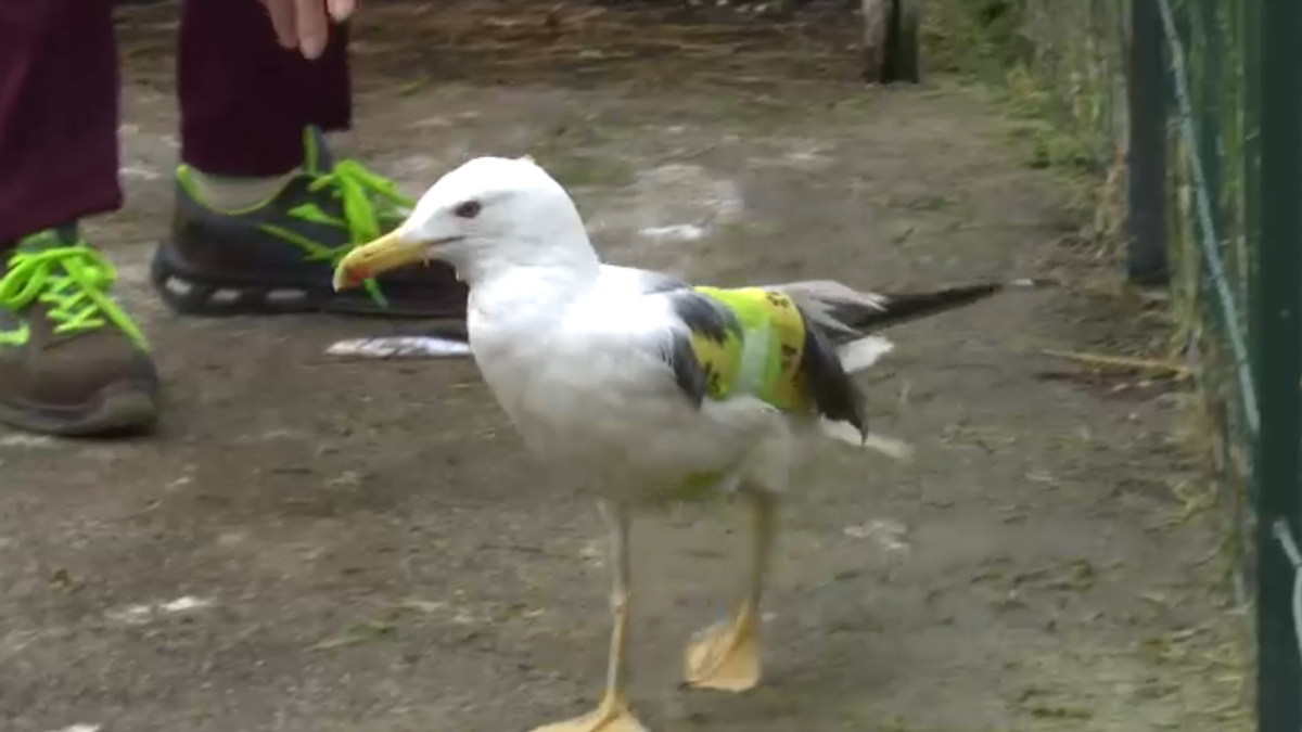 Gabbiano euforico barcolla per strada, era ubriaco