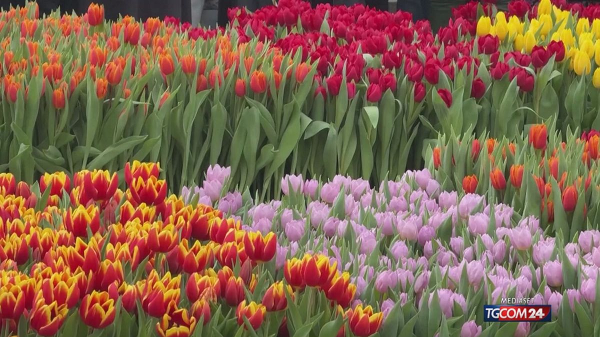 Cinquantamila tulipani colorano Berlino