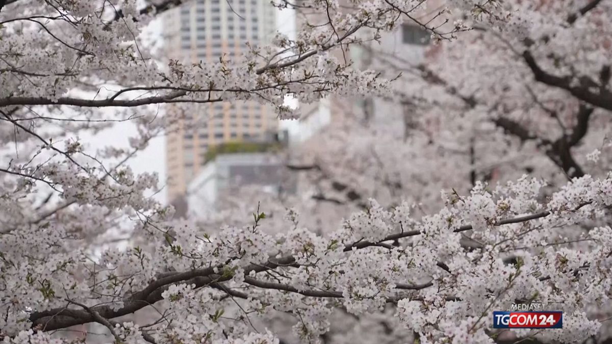 Giappone, sbocciano i primi ciliegi tra lo sguardo ammirato dei turisti