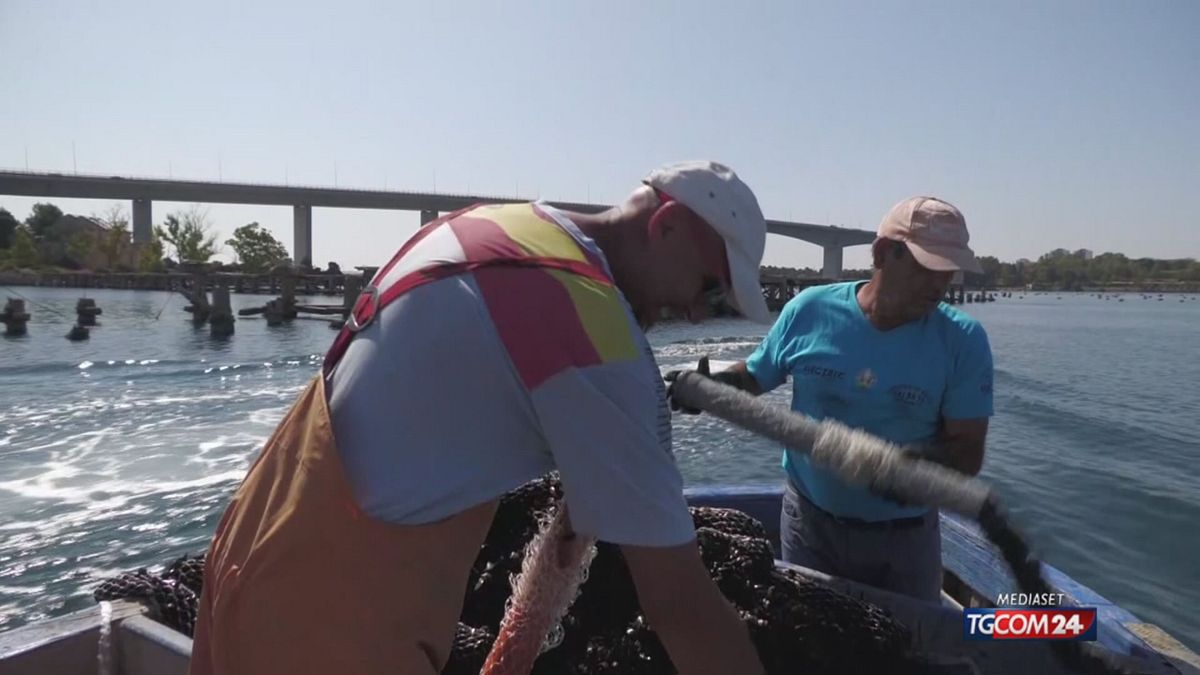 18.00 COZZE GRECHE SPACCIATE PER TARANTINE SRV