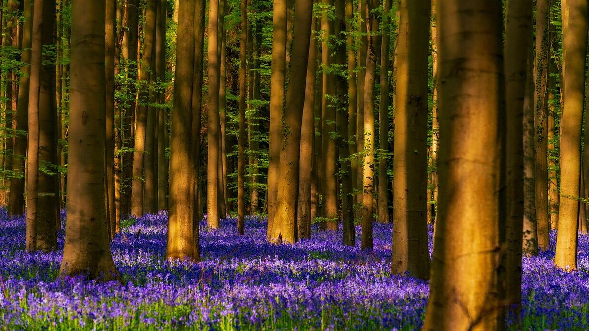  Il bosco di Hallerbos, in Belgio, chiamato anche Bosco blu 