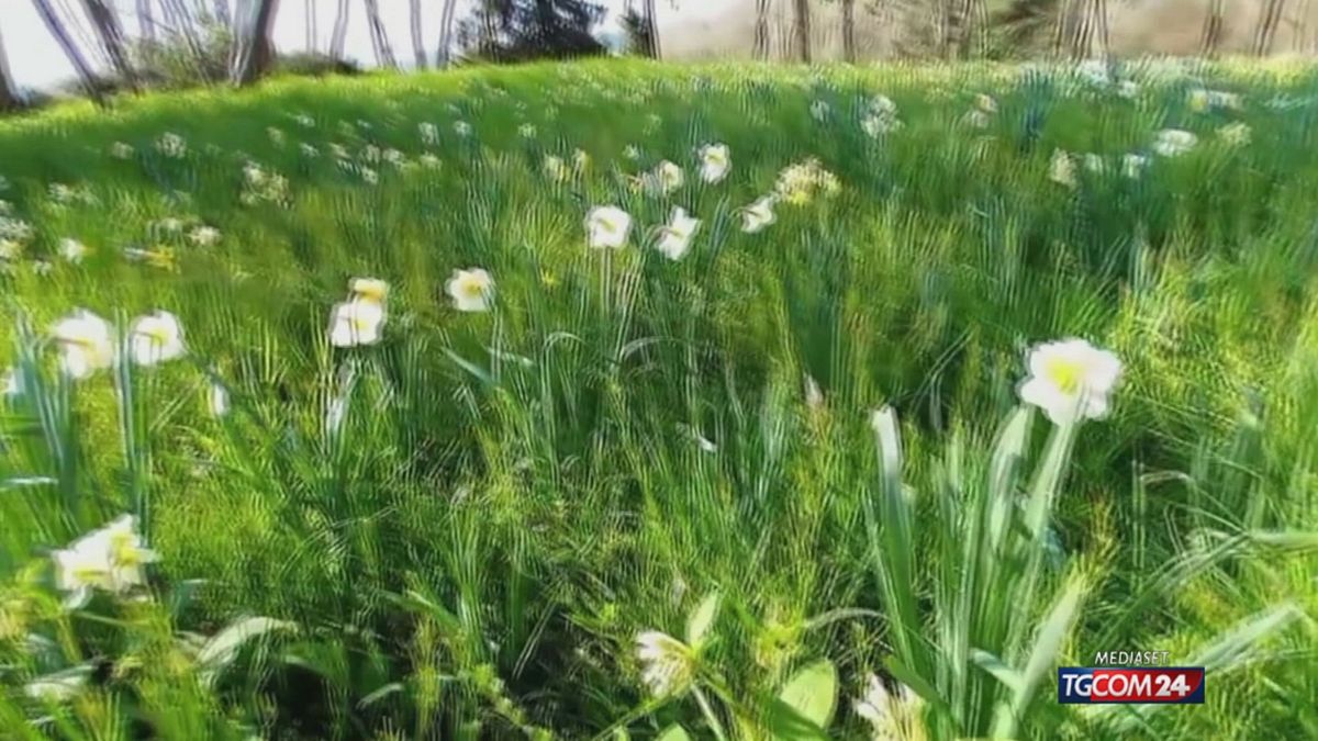 giornata fai per sito SRV