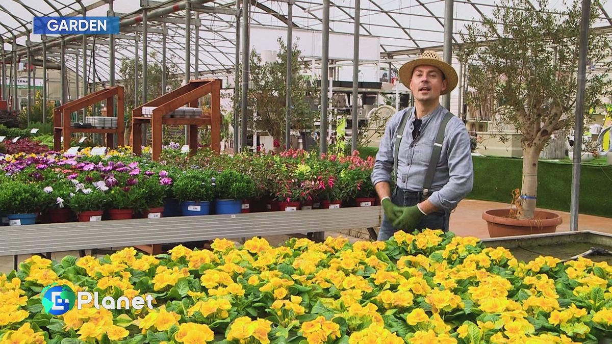 E-Garden: le primule