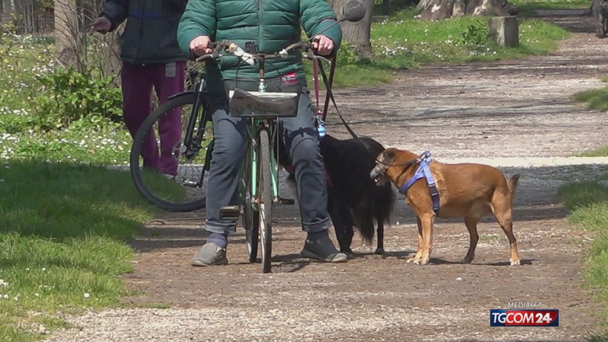 Viareggio, cani in overdose dopo le passeggiate al parco