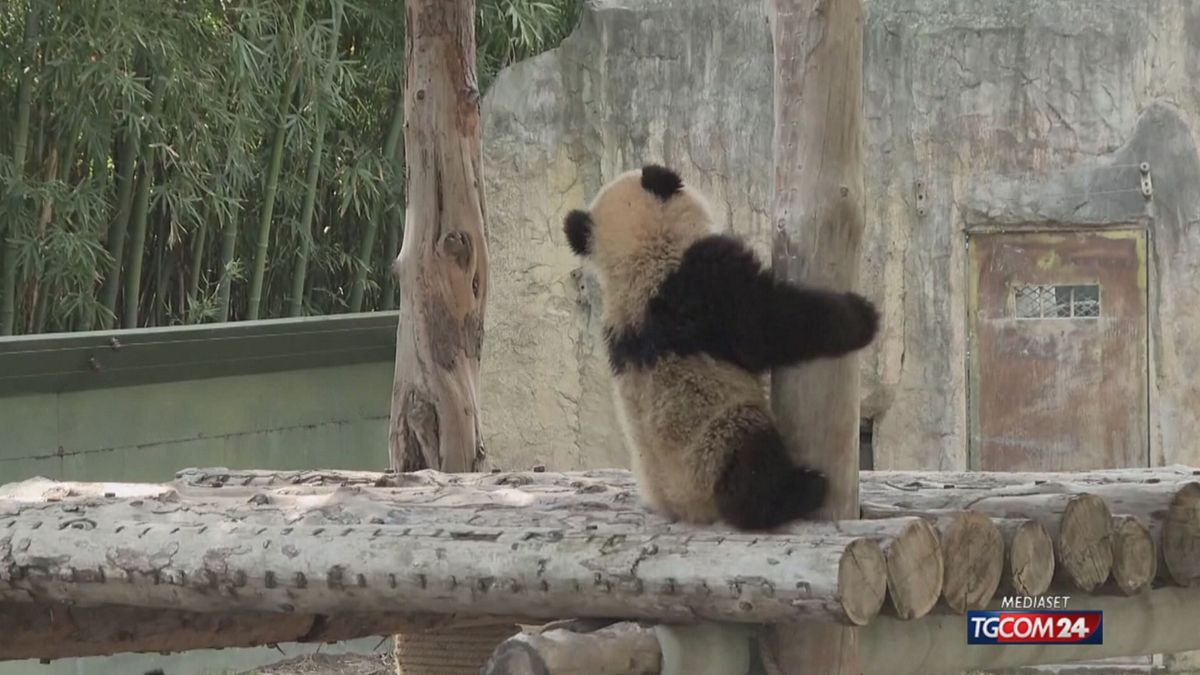 Cina, i cuccioli gemelli di panda gigante iniziano le avventure all'aperto