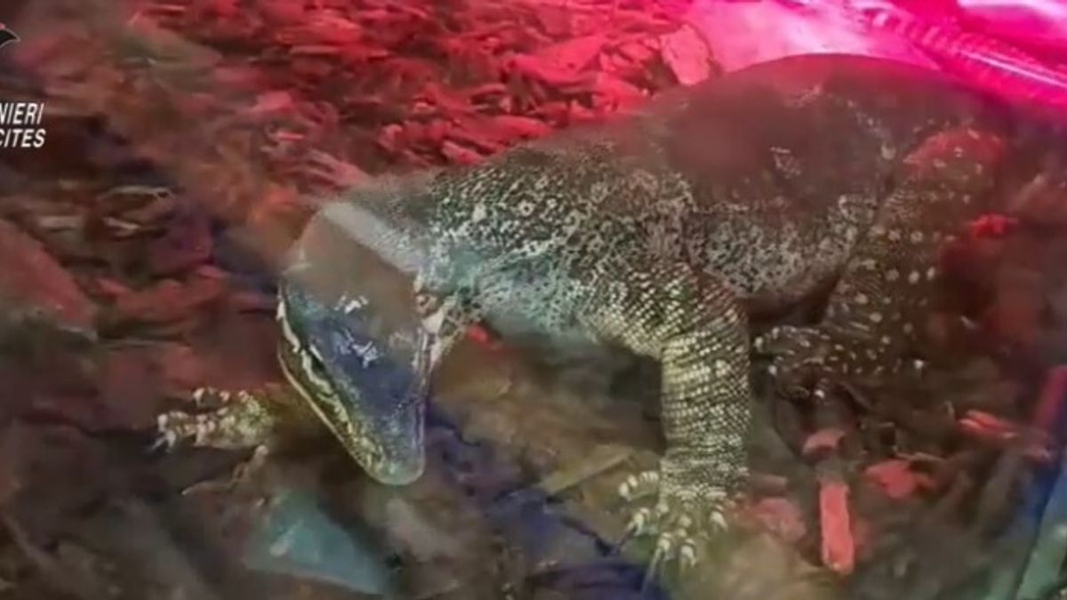 Bari, sequestrato un rettilario illegale