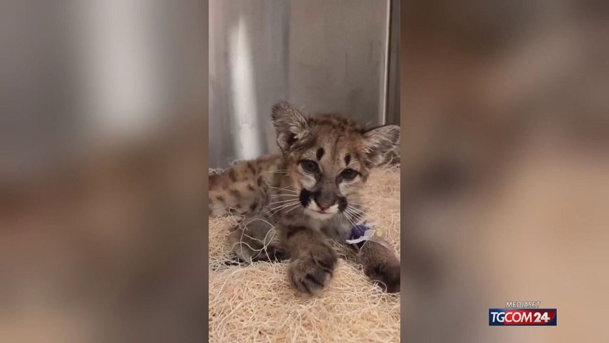 PUMA ORFANO CALIFORNIA X SITO SRV