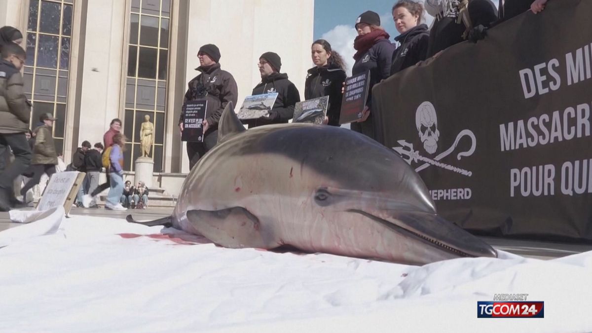 DELFINO MORTO PER SITO SRV