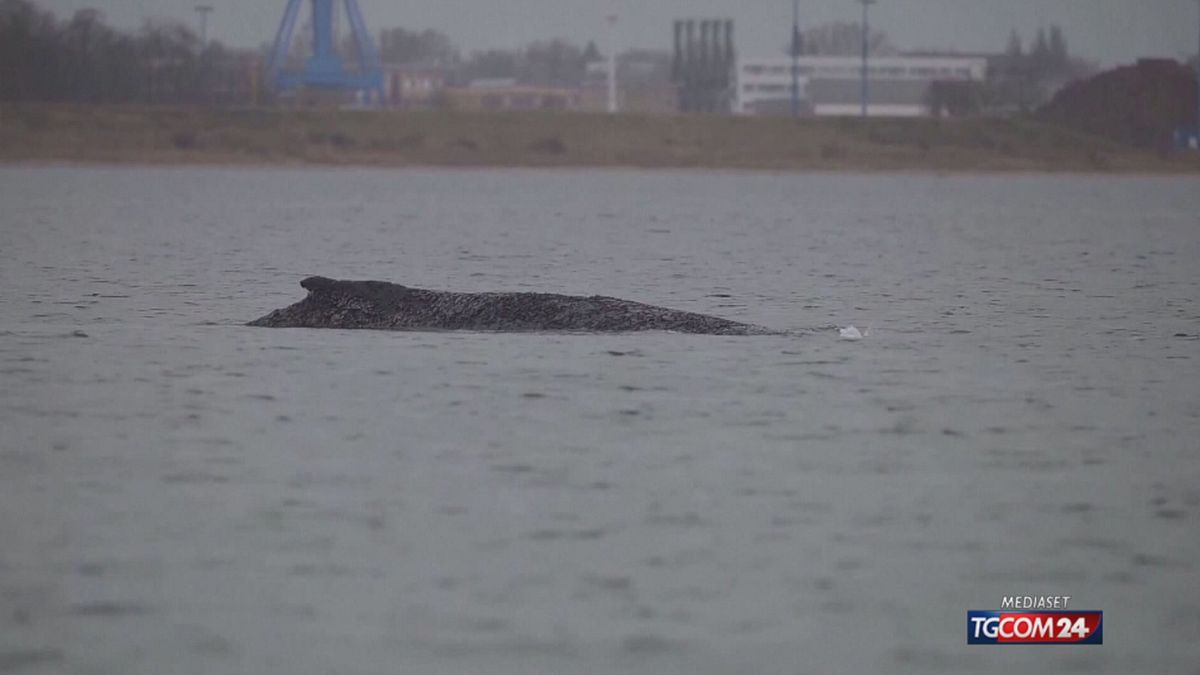 MEGATTERA ARENATA GERMANIA SRV