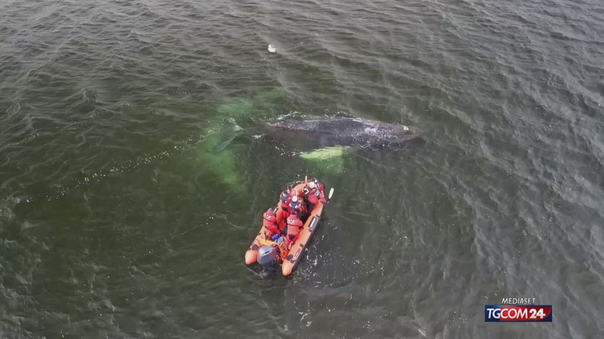 12.00 MCH TIMMY, BALENA ARENATA GERMANIA MCH