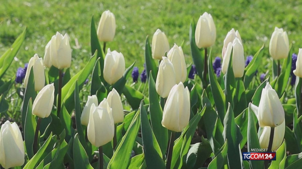 12.00 MCH SVIZZERA, FESTIVAL DEI FIORI MCH