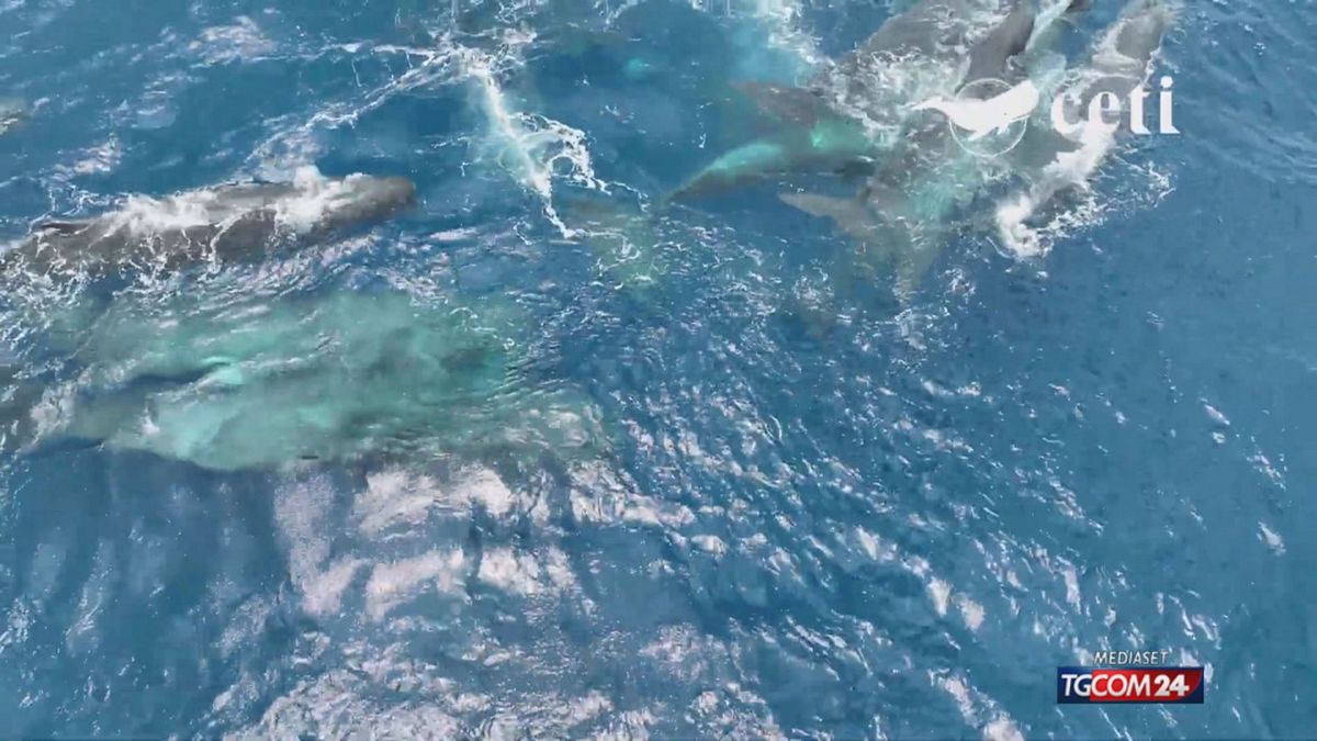 FILMATA LA NASCITA DI UNA BALENA  x sito SRV