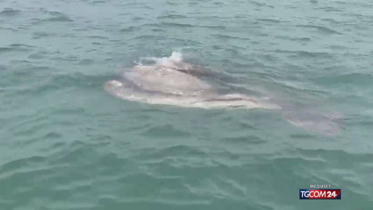 12.10 PESCE LUNA SRV