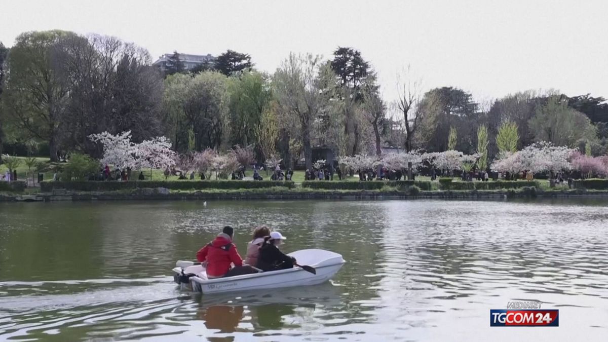 Roma come Tokyo: l'incanto dei fiori di ciliegio all'Eur