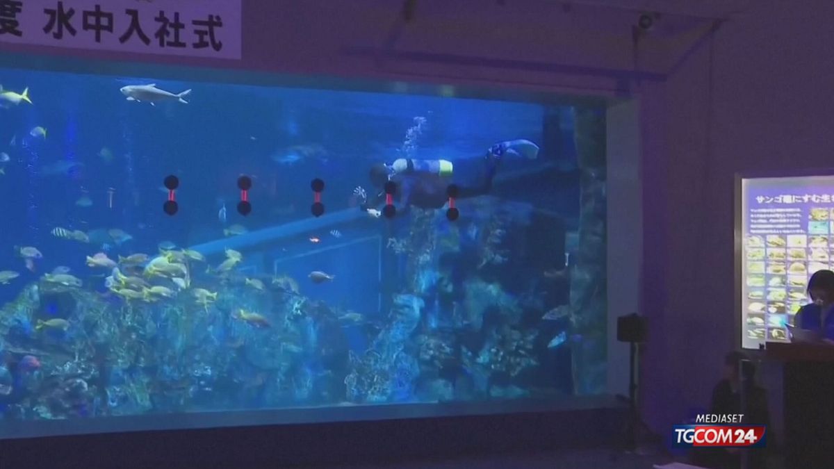 In Giappone l'accoglienza speciale dei nuovi assunti all'acquario