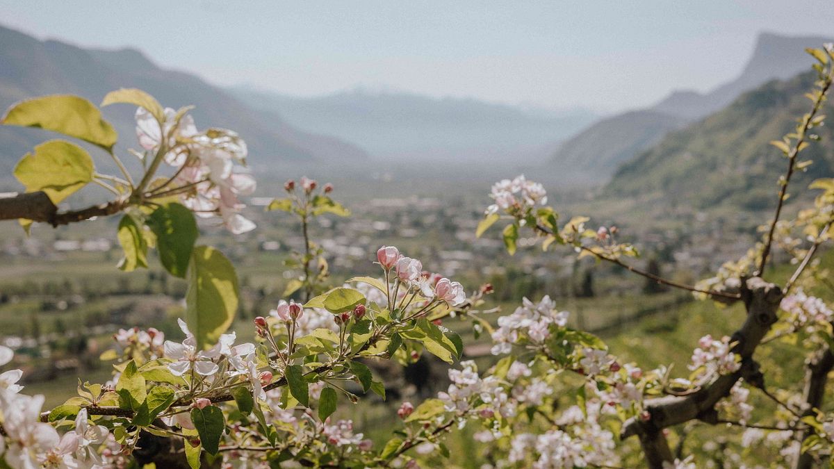   Lana in Blüte - Druckversion (Emi Massmer Emotions)