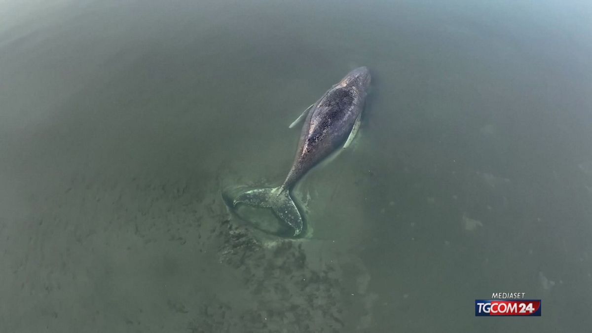 12.01 MCH BALENA GERMANIA