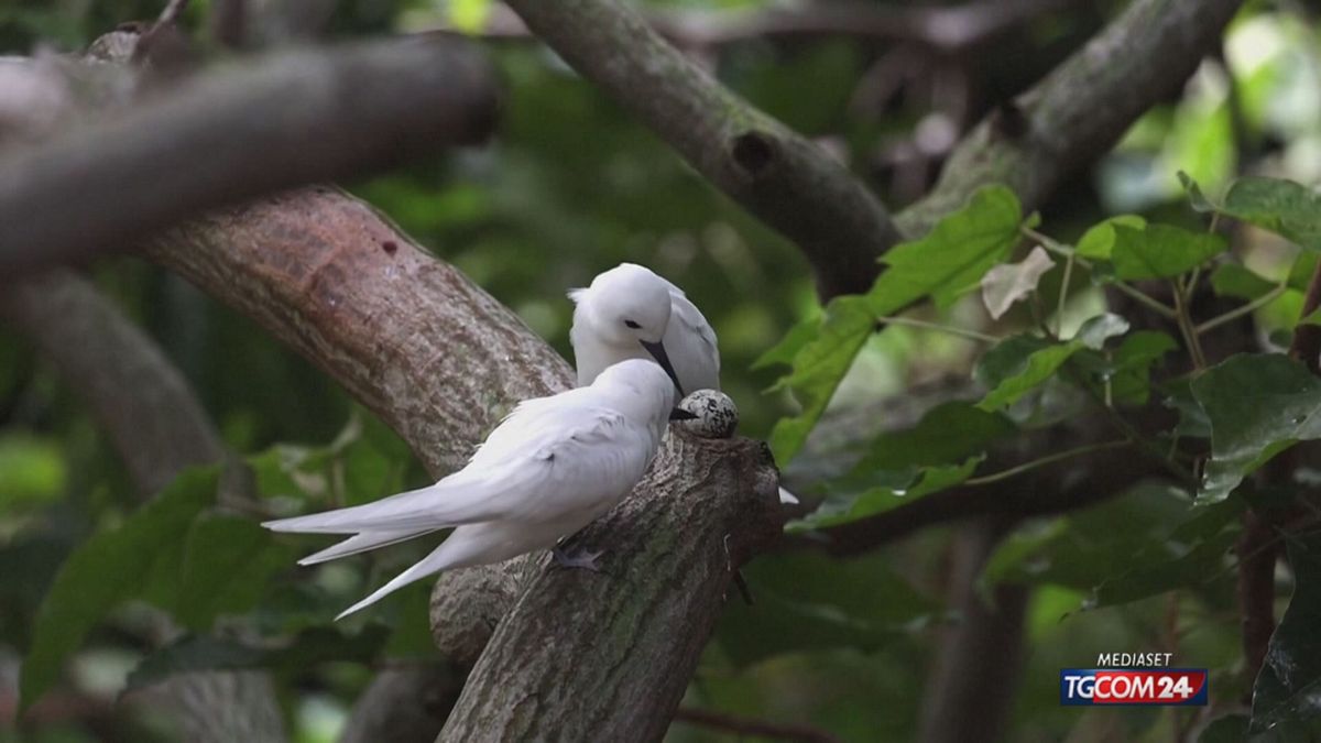 18.00 MCH UCCELLI MARINI HAWAII MCH