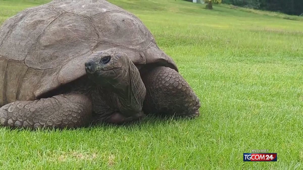 18.00 MCH TARTARUGA MCH