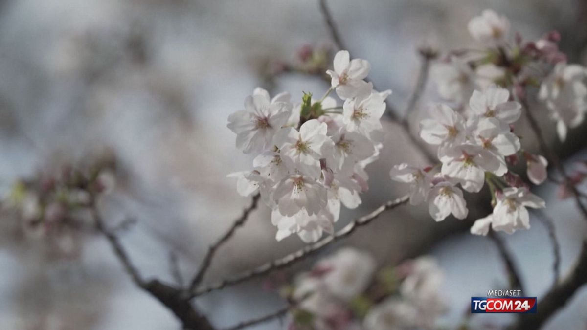 18.00 MCH GIAPPONE PICCO FIORITURA MCH