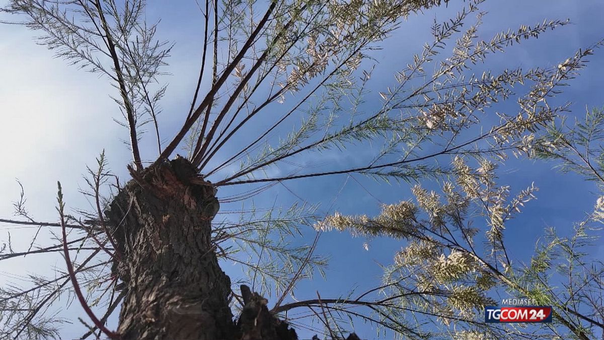 18.00 I DIVIETI DI SESTRI SRV