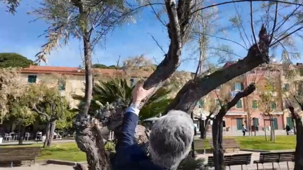 A Sestri Levante vietato arrampicarsi sugli alberi