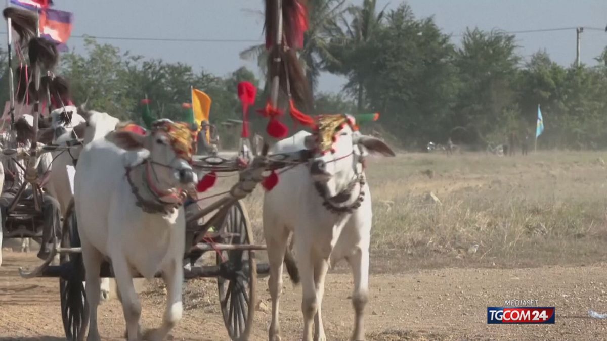 In Cambogia la corsa dei carri trainati dai buoi