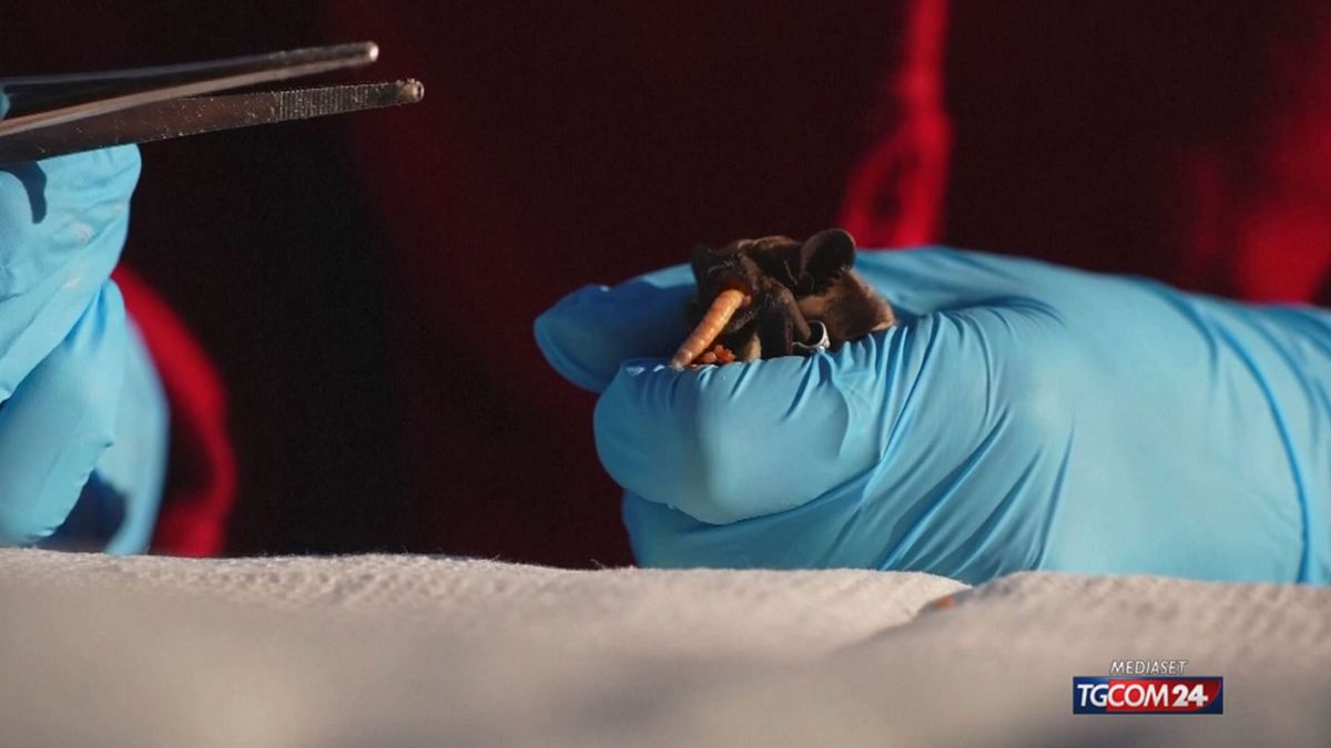 PIPISTRELLI UCRAINA X SITO SRV