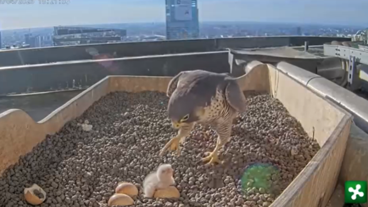 Milano, sono nati due falchetti in cima al Pirellone