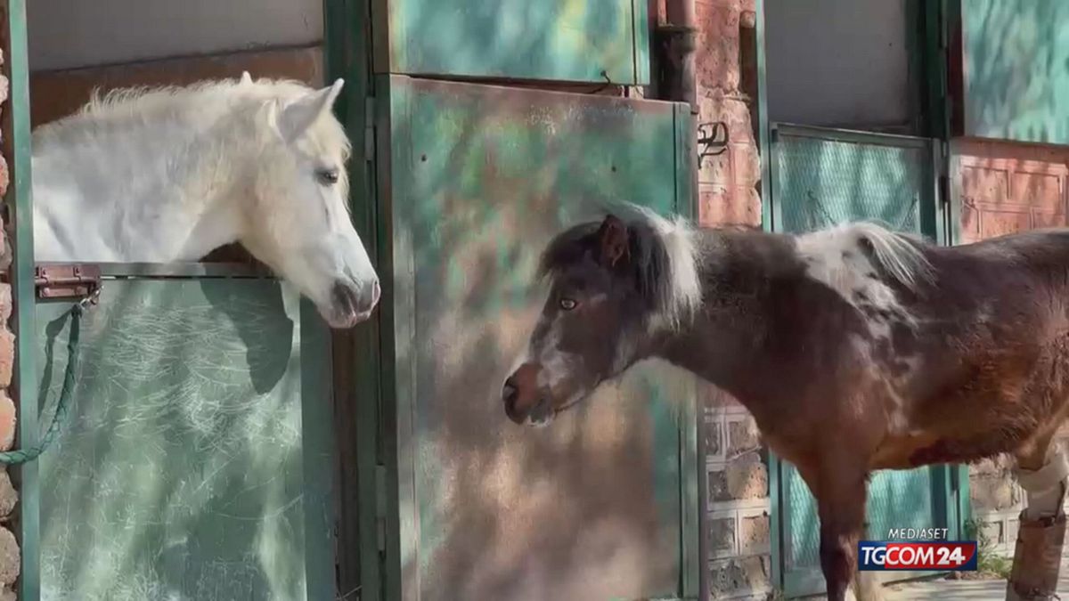 18.00 FIRENZE, PONY LILLY  SRV