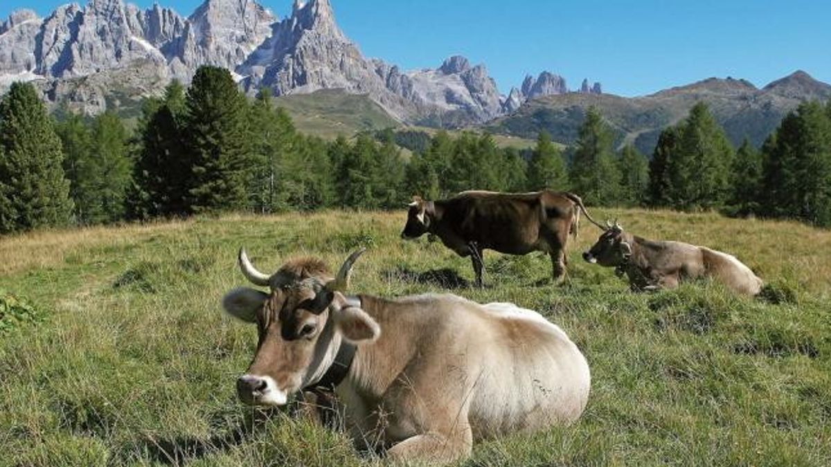 Trentino, Val di Fiemme - Mucche al pascolo presso Malga Bocche, foto di Giulio Montini