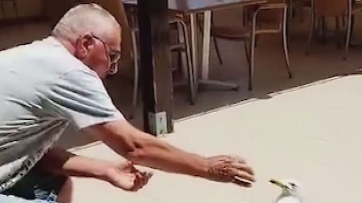 GABBIANO EDUCATO X SITO SRV