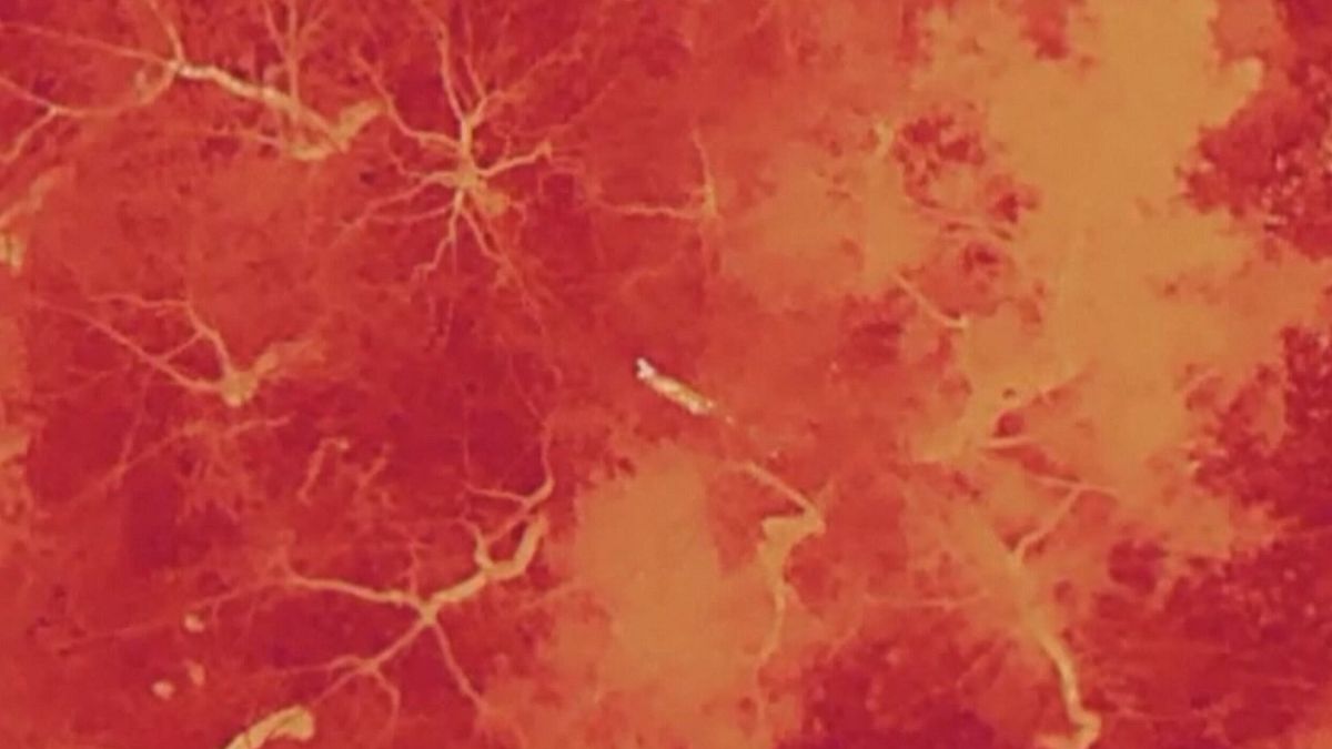 Corea del Sud, è caccia al lupo: panico per l'animale scappato dallo zoo