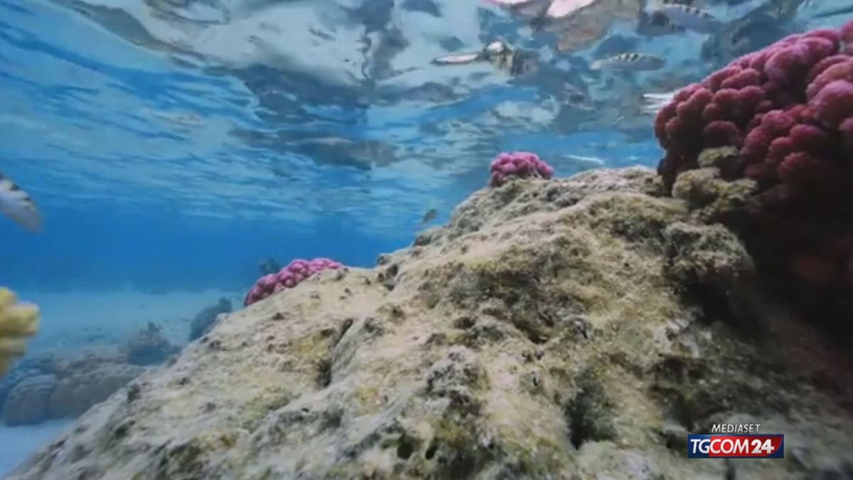 La coltivazione dei coralli dalla Polinesia a Marettimo