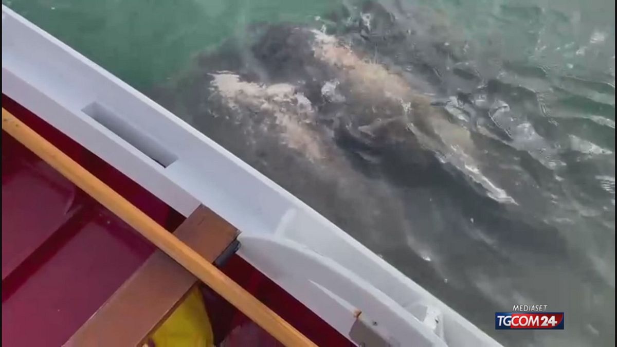 12.00 VENEZIA, MORTO PESCE LUNA MCH