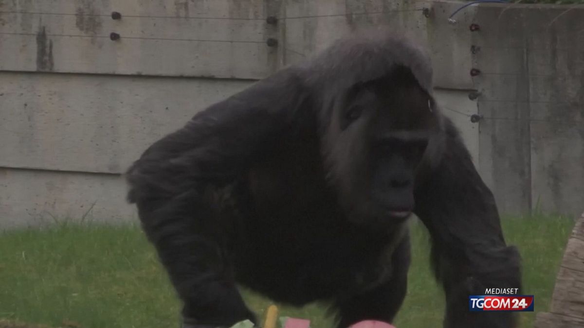 GORILLA PIU' ANZIANA AL MONDO X SITO SRV