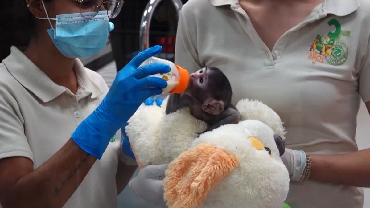 Yuji, la scimmietta che beve dal biberon sopra un peluche