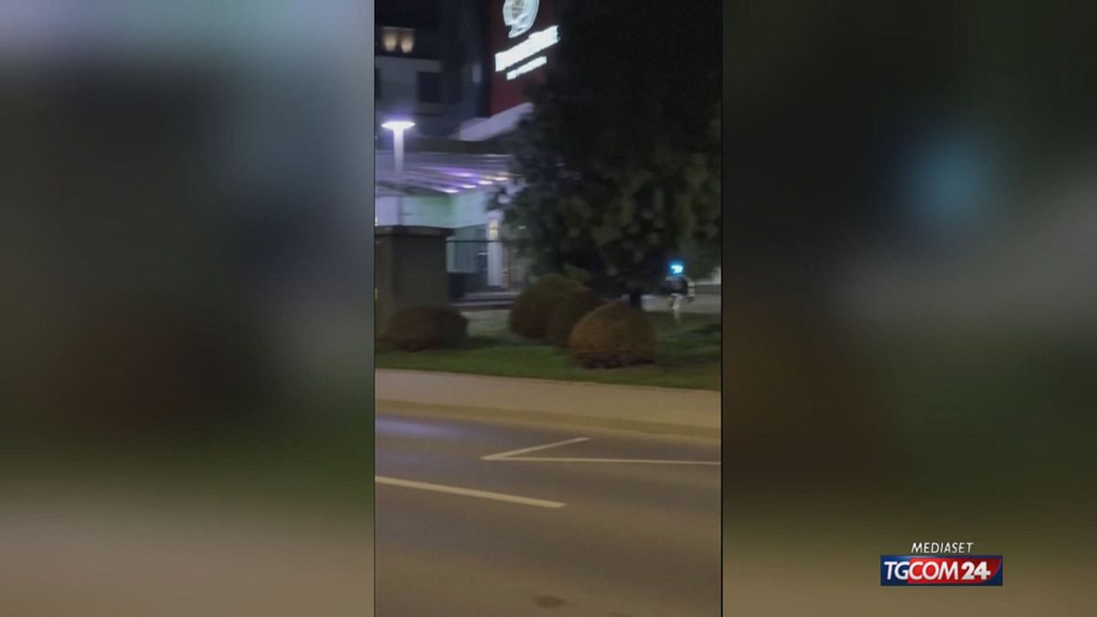 ROBOT CINGHIALI X SITO SRV