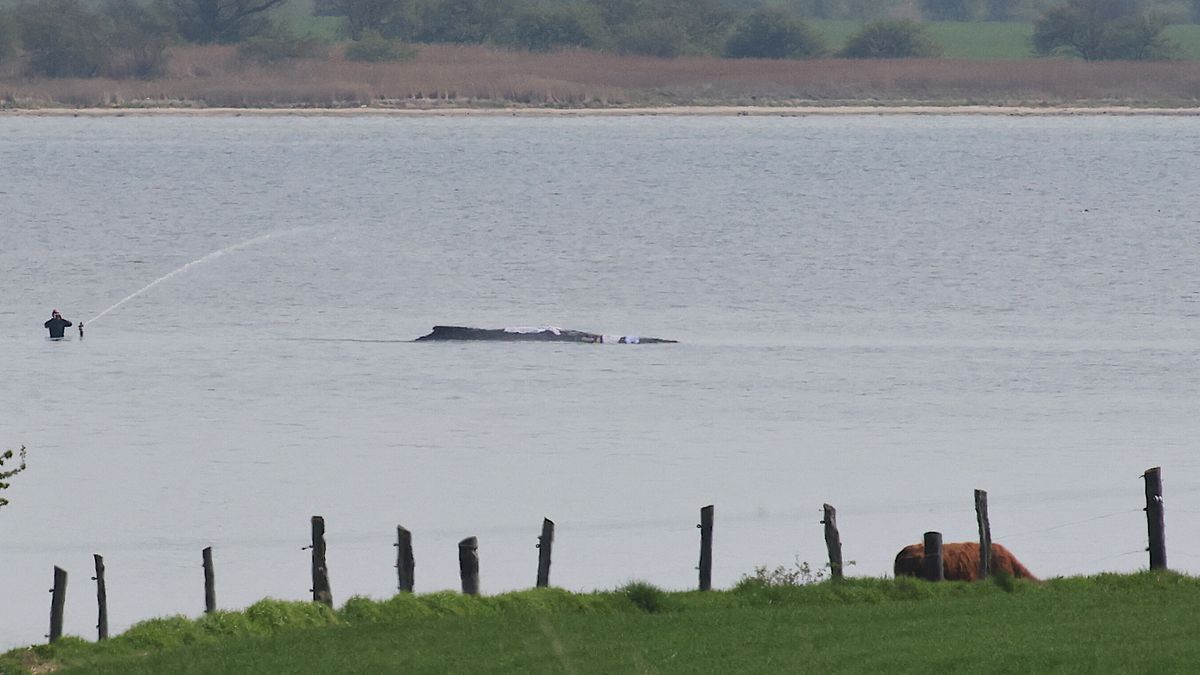 Germania, scattano le operazioni per salvare la megattera spiaggiata