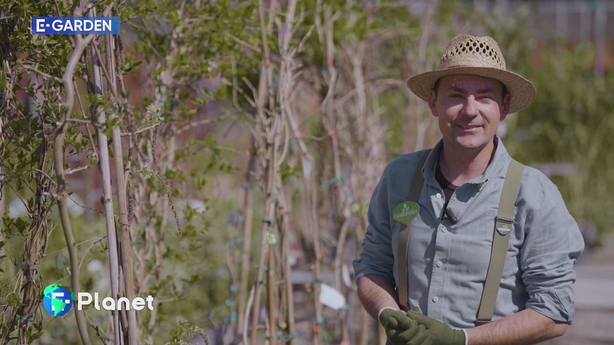 E-Garden: il glicine