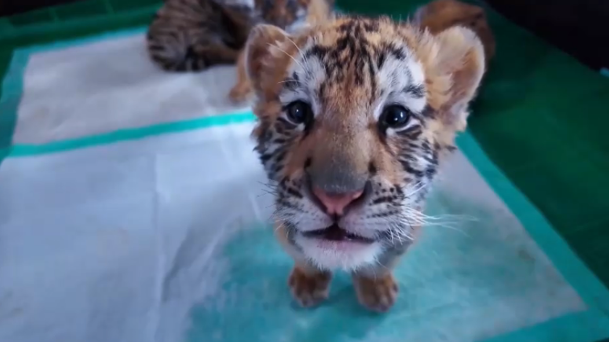 Cuccioli di tigre festeggiano un mese di vita... con una foto