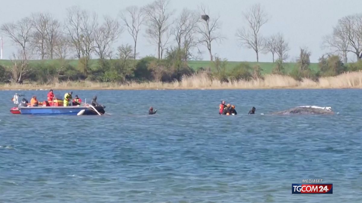 Germania, la balena Timmy si blocca di nuovo: soccorsi in azione