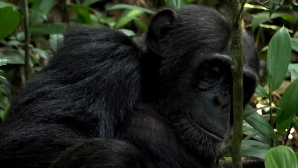 La guerra tra scimmie non è più solo un film