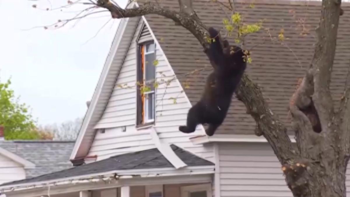 Usa, orso rimane bloccato su un albero: salvato dalla polizia