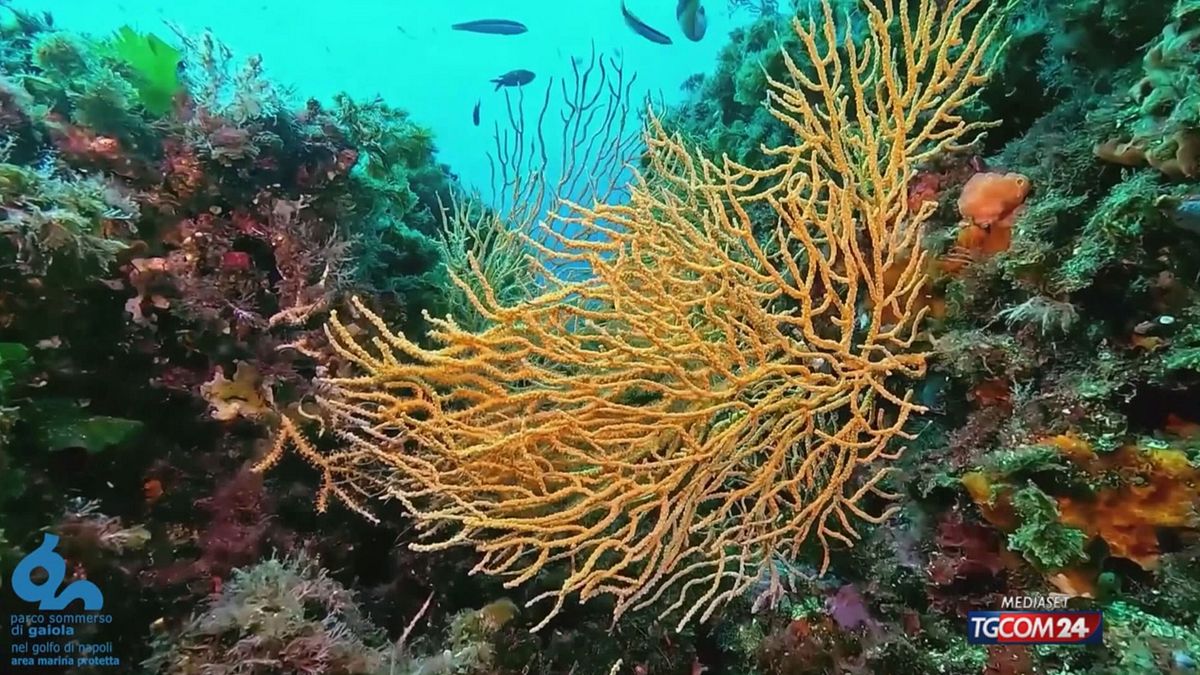 Napoli, i rifiuti minacciano la barriera corallina della Gaiola