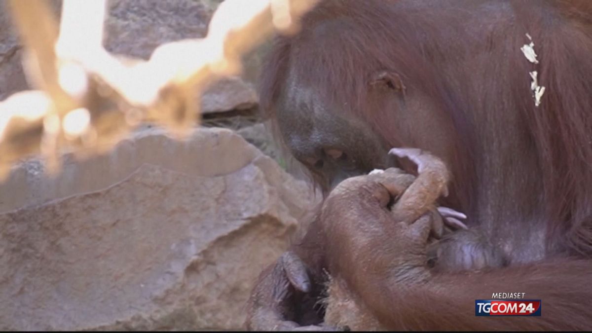 ORANGO APPENA NATO SPAGNA X SITO SRV