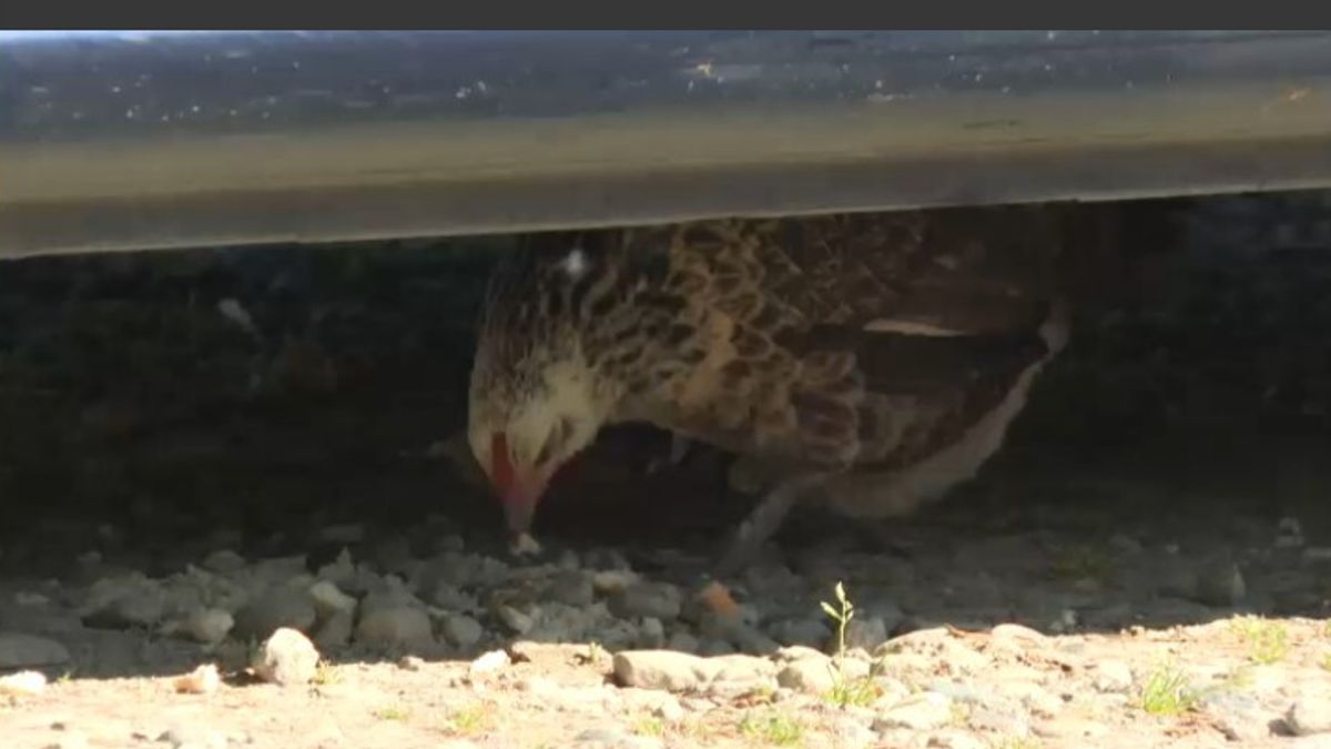 A Novara la gallina Coco Chanel ha trovato casa