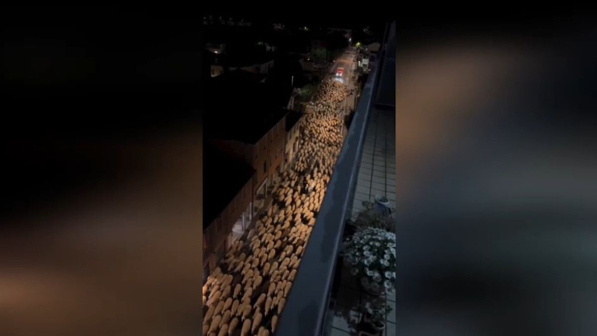 Gregge invade la strada a Treviso