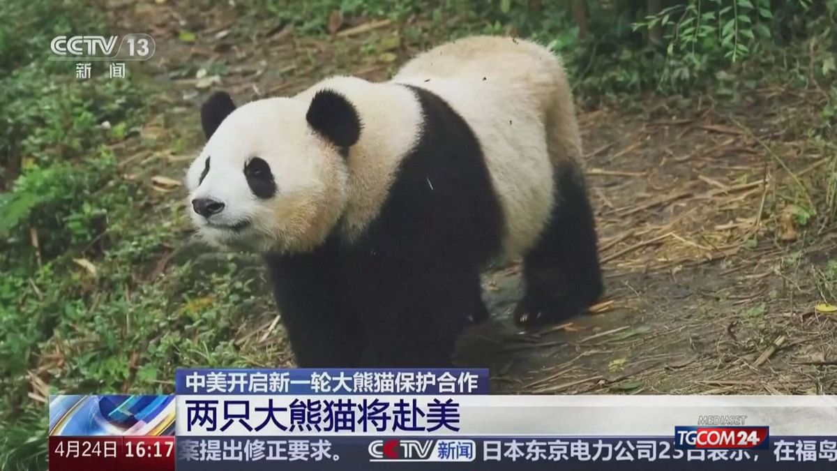 La Cina invierà dei panda giganti ad Atlanta