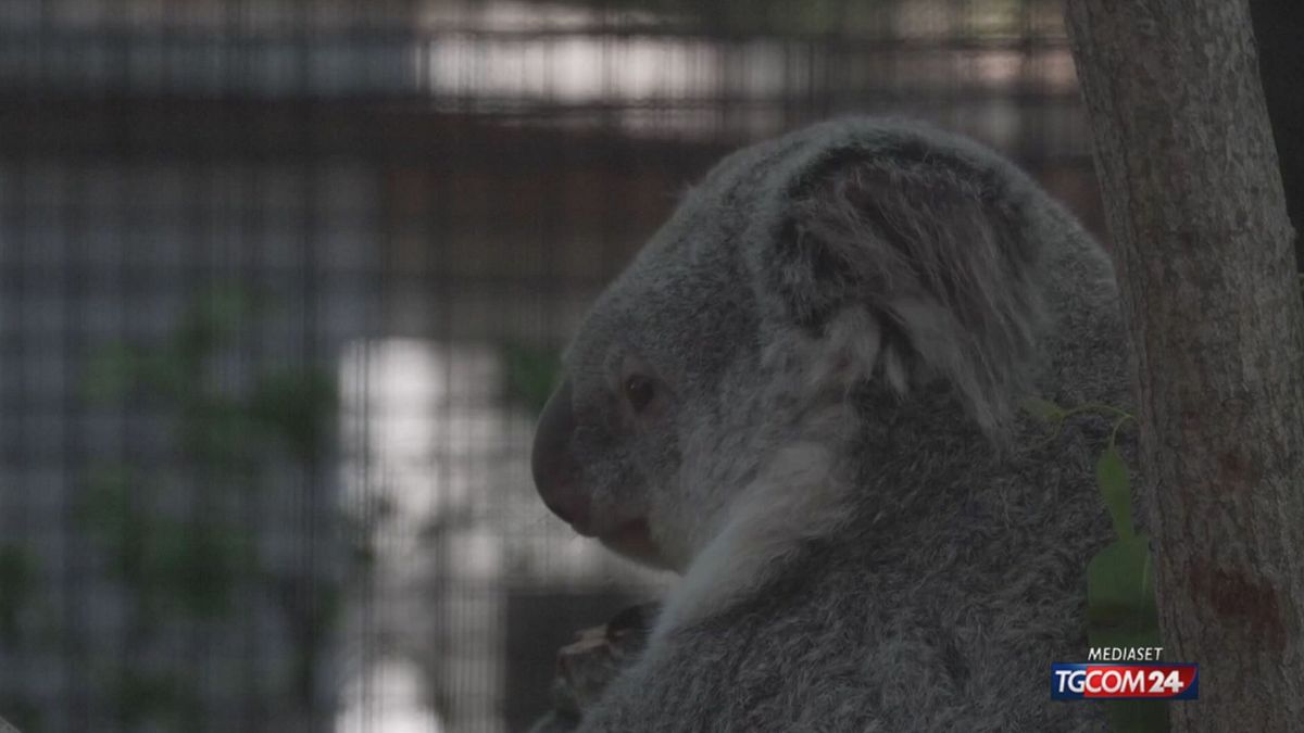 Il cucciolo di koala si nasconde nel marsupio della mamma